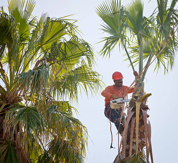 Best Tree Trimming and Pruning  in Shreveport, LA